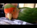 Just a tame little lovebird