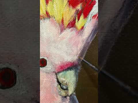 Inka-Kakadu - Major MItchell`s Cockatoo - Work in progress