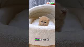 Burada Uyuma Dediler Bak Ne Yaptı