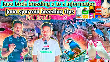 Java birds full information 2023. Java birds breeding tips. a to z information. #Javafullcourse