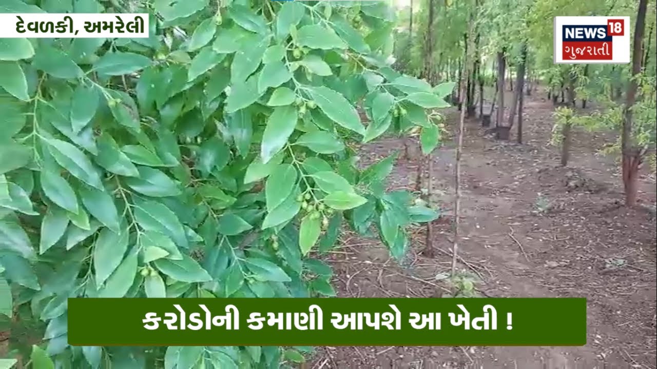 Amreli News : કરોડોની કમાણી આપશે આ ખેતી ! | Chandan | Farming | Gujarati Samachar  | N18V