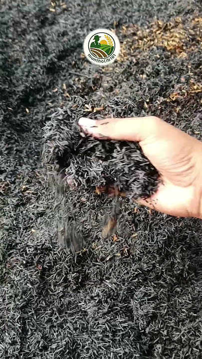 Gagal Satu ‼️ Belajar Buat Arang Sekam Padi 🌾 #tipsbertani #belajartani #belajarbertani