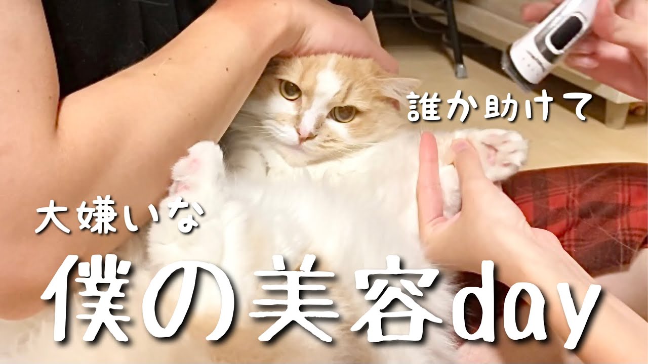 美容系男子にされる猫 悟りを開いた顔が可愛かったwww A Cat That Is Made A Beauty Boy Have An Enlightened Face 短足マンチカン Youtube 美容系男子にされる猫 悟りを開いた顔が可愛かったwww A Cat That Is Made A Beauty Boy Have An Enlightened Face 短足マンチカン Youtube