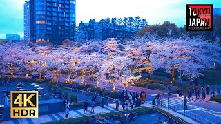 [ Tokyo | Japan🇯🇵]  MIDTOWN BLOSSOM 2024  |  東京ミッドタウン 六本木 桜並木 散歩