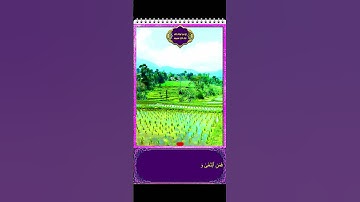 Hafalan Qur'an Surat Al Ma'arij Ayat 29-35 حفظ القرآن سورة المعارج