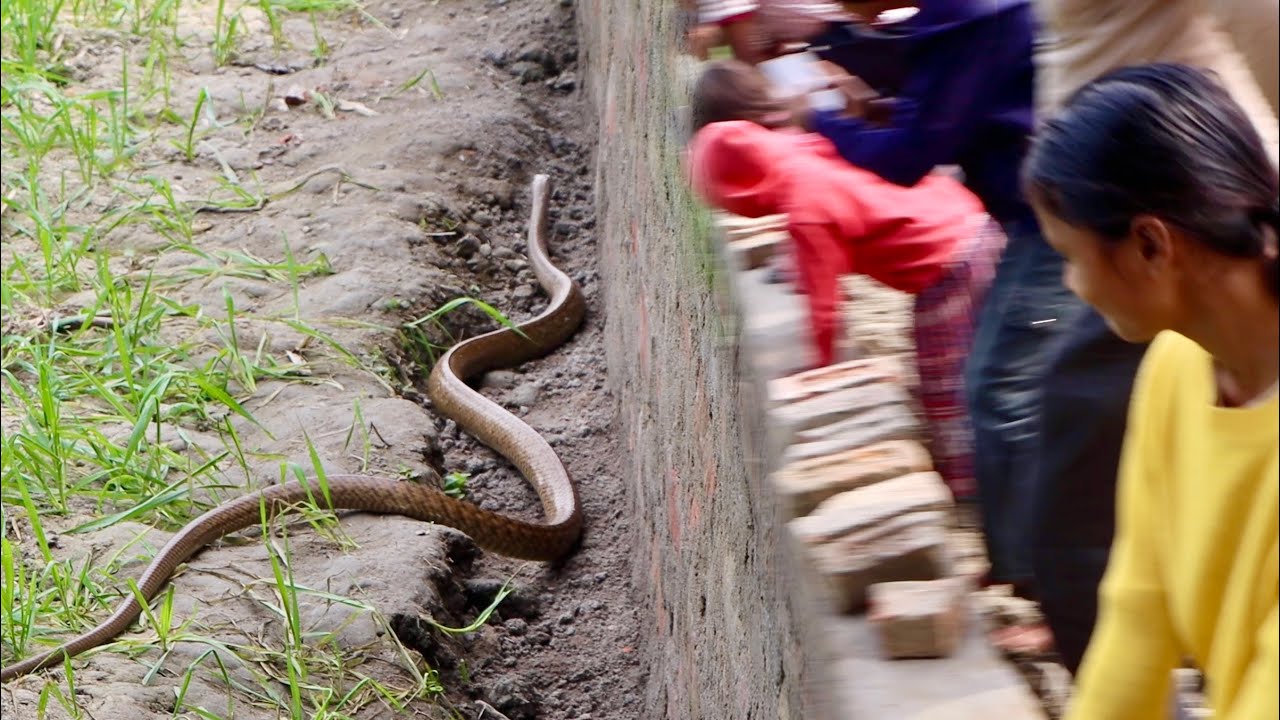 अरे बाप रे इतना बड़ा साँप।खुदाई के दौरान निकला 8 फिट लंबा साँप मारने के लिए उतावले हो गए बूढ़े बाबा.