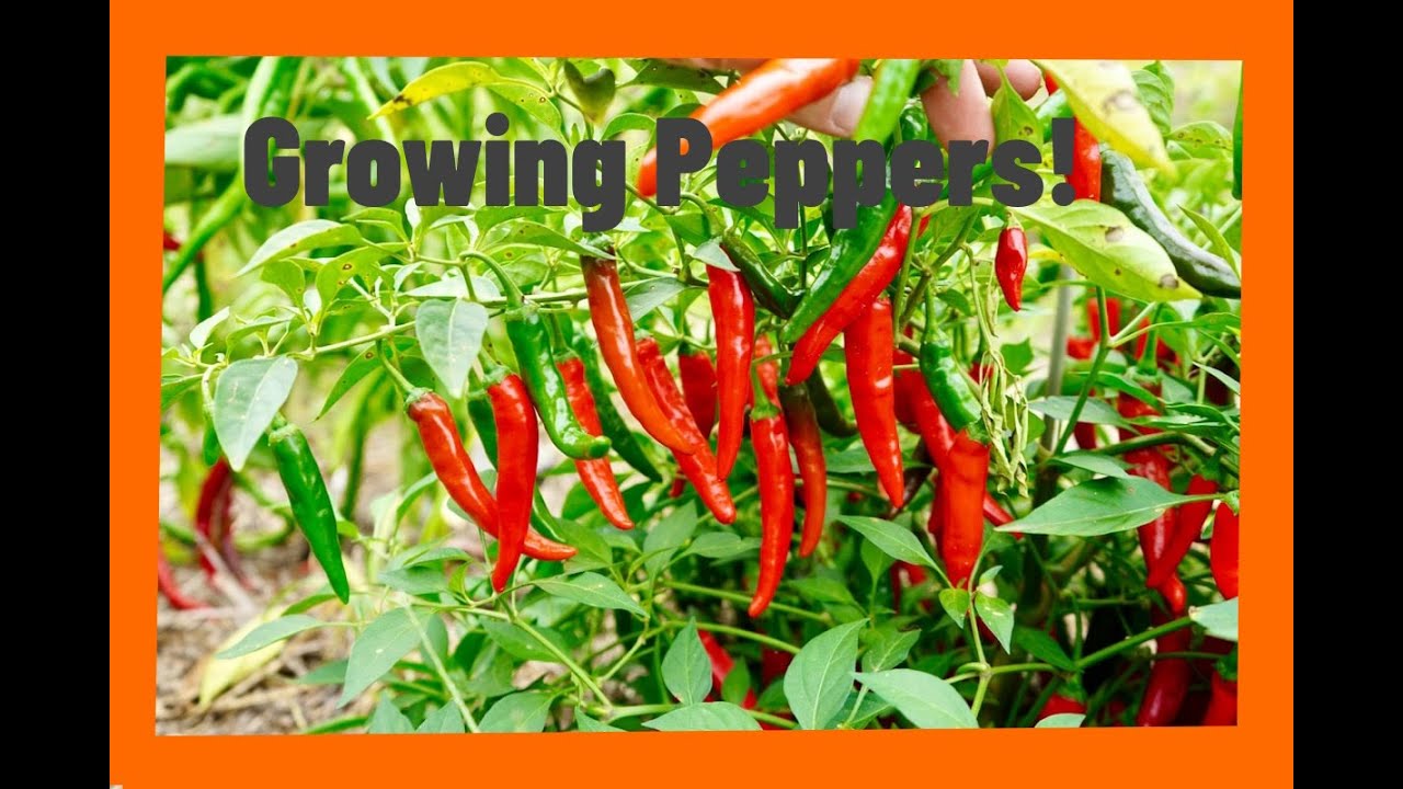 Growing peppers YouTube