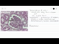 Simple Squamous Epithelium