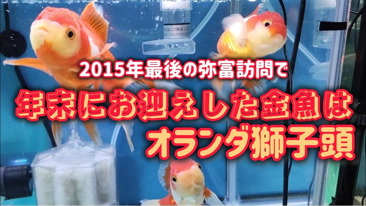 【金魚】☆になった東錦水槽にオランダをお迎えしました