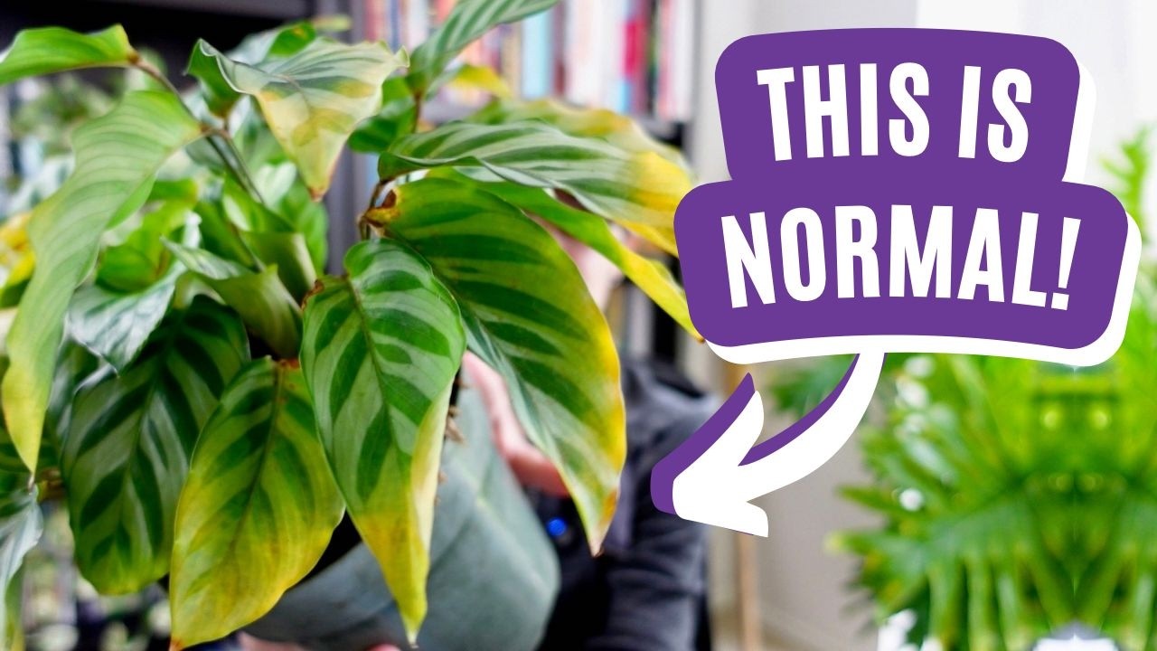 STOP Thinking Your Calathea Is Dying! Clearing Up Calathea Confusion