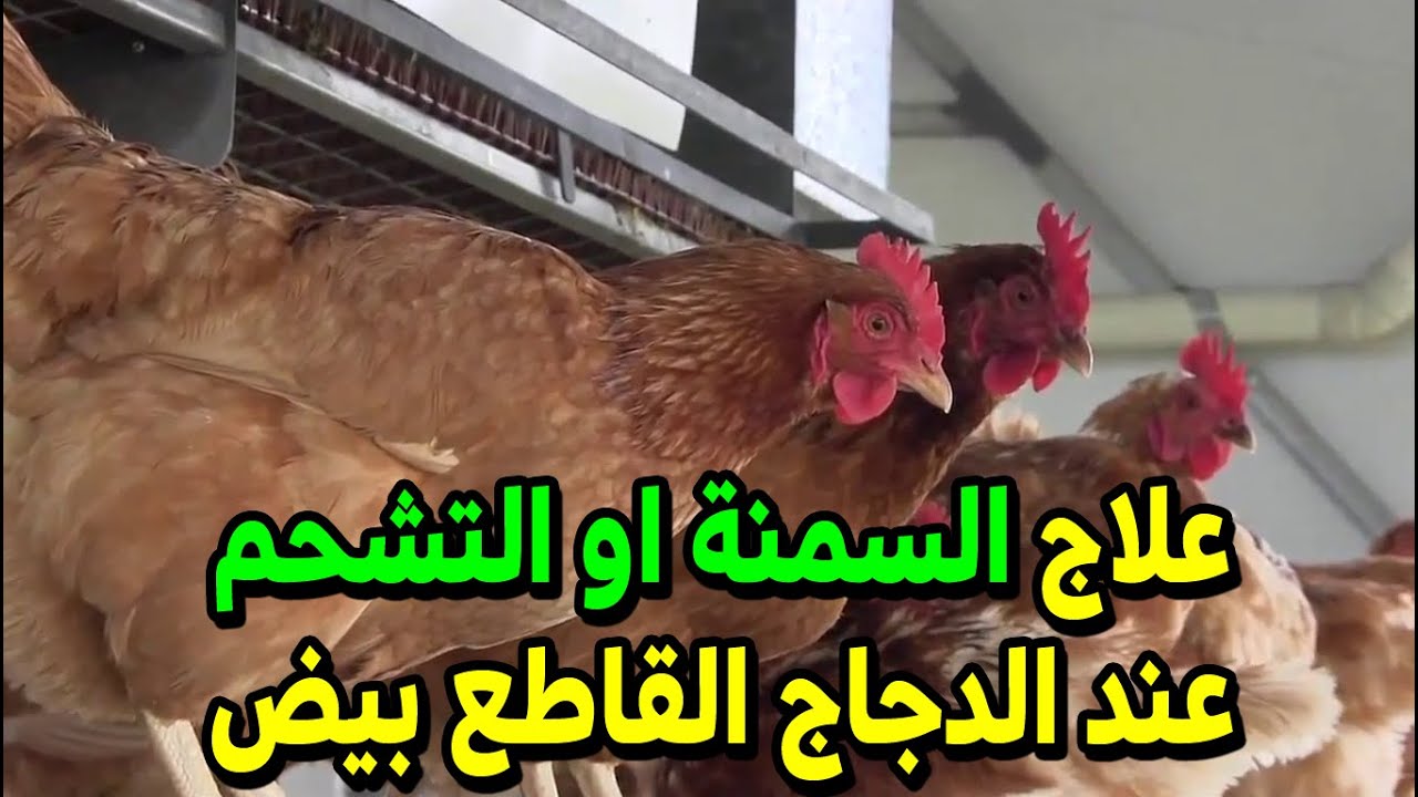 علاج السمنة عند الدجاج البياض والوقاية منها ومن البيت غير مكلف تماما والطريقة الصحيحة للعلاج السريع