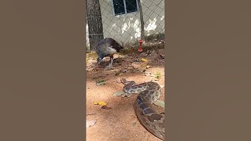 ajgar shap | 🐍🦚 Indian Rock Python snake | #snakes  #reels #sorts #animals  #python #ajgar #peacock