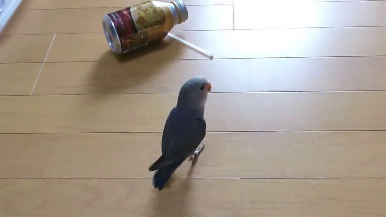 コザクラインコ バイオレット クウ 空 8 Youtube コザクラインコ バイオレット クウ 空 8 Youtube