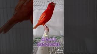 parrot tota  original voiceoddlysatisfying