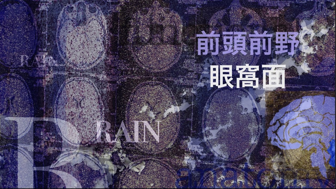 脳の機能解剖【前頭前野眼窩面】