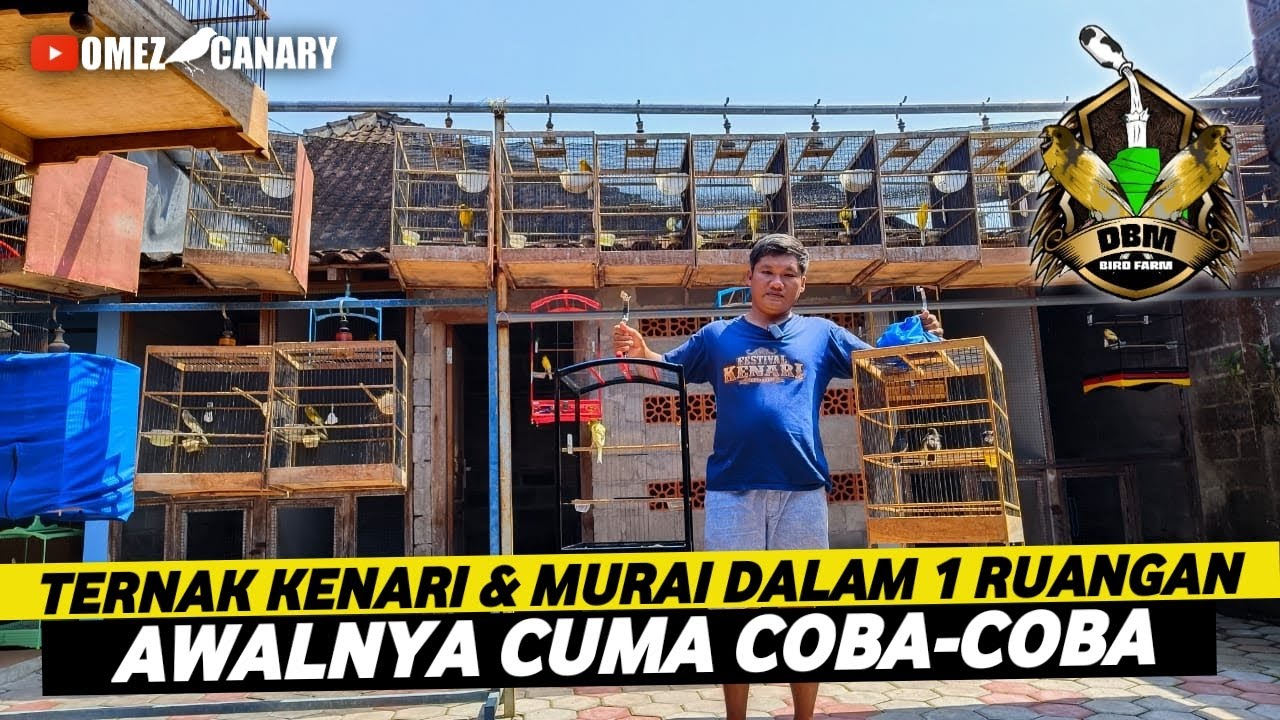 PATUT DITIRU‼️SUKSES TERNAK KENARI & MURAI DALAM 1 RUANGAN DBM BF BOYOLALI