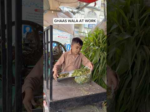 Ghaas Bilkul Fresh Hai Abhi Kaati Hay Funny Entertament Talhaahmed Shorts Viralshorts 