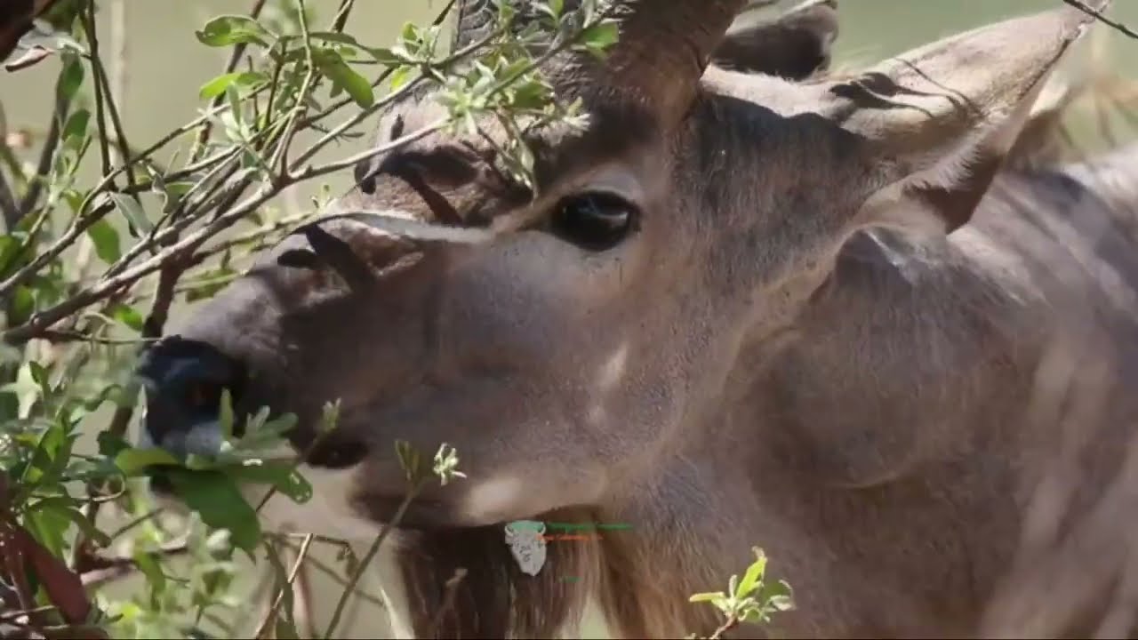 GREATER KUDU | ANIMAL WITH BEAUTIFUL HORNS AND FIERCE
