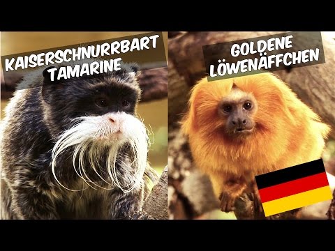 Video: Ist ein goldener Löwenäffchen ein Halbaffen?