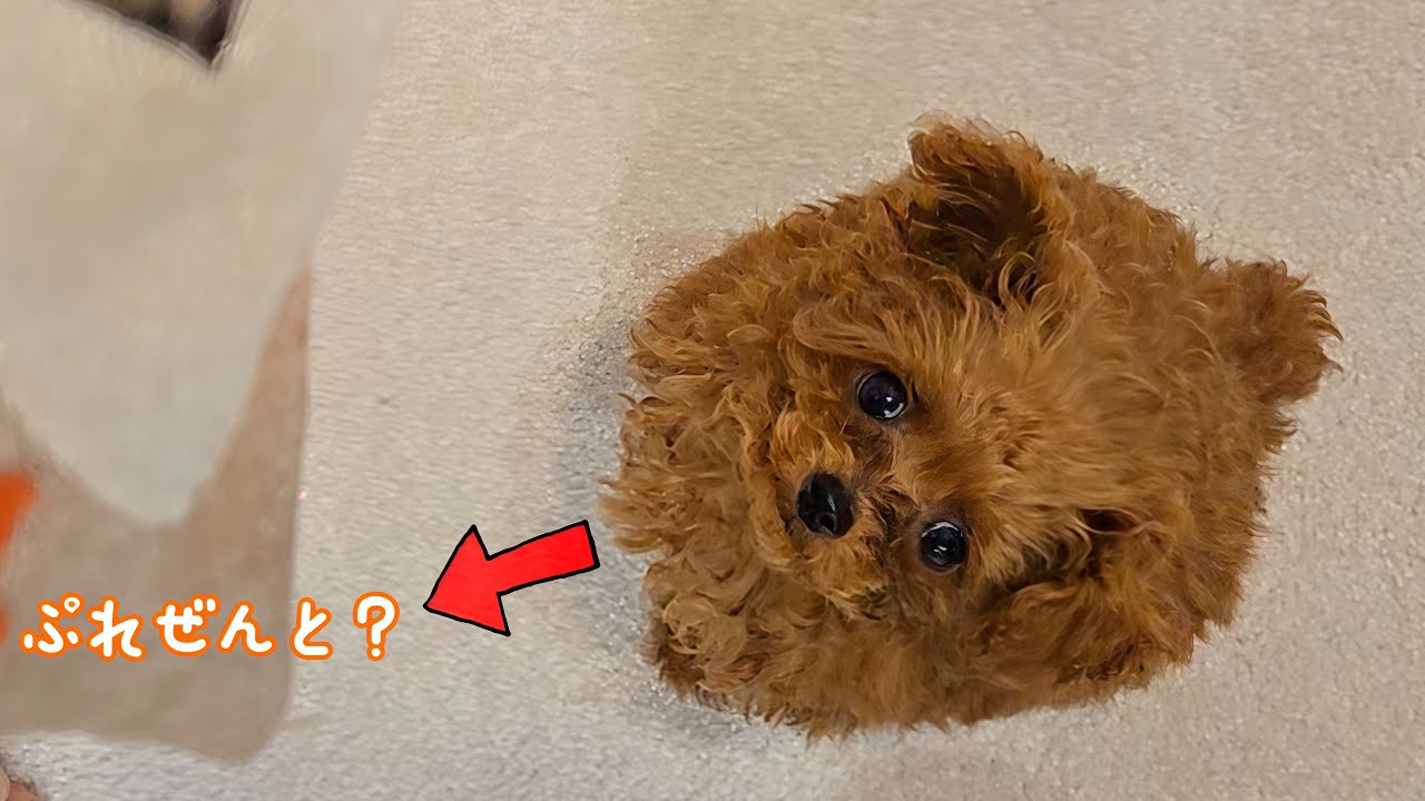 初めてプレゼントを見たトイプードルの反応が可愛い