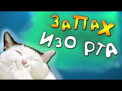 Причины и лечение запаха изо рта у кошек!