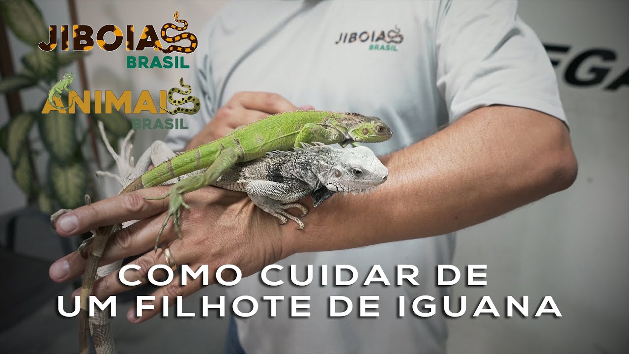 Como cuidar de um filhote de Iguana