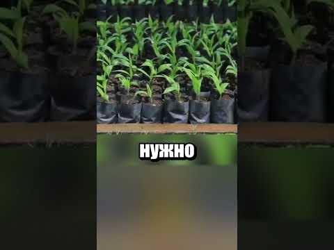 Уничтожение пальмовых деревьев