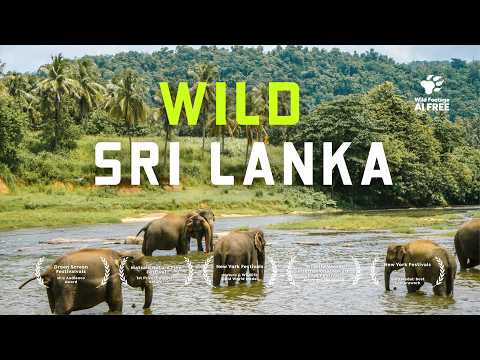 Wild Sri Lanka: How Man-Made Lakes Became a Wildlife Paradise | 4K Nature Documentary