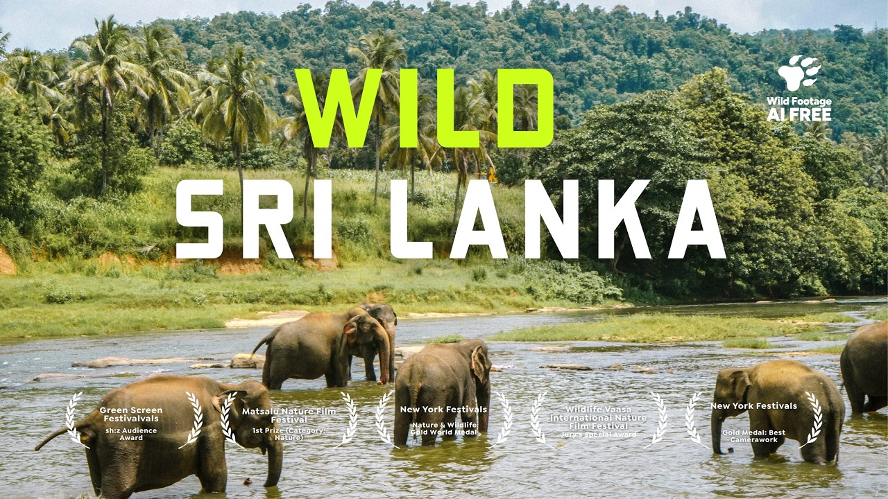Latest Title & Thumbnail