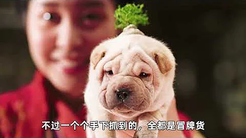 果然英雄難過美人關，性感女神“柳岩”花式搖骰子，甚至還拆穿了“梁朝偉”出老千！ - 天天要聞