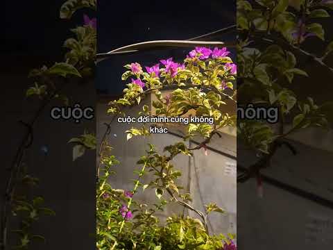 Hoa giấy cẩm thạch