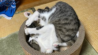ぎうぎう。