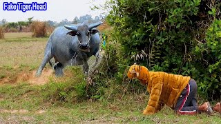 Fake Tiger Funny Buffalo funny video