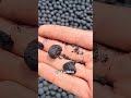 ليش هاد الناس كيرميو كرات فالصحراء ليش هاد الناس كيرميو كرات فالصحراء