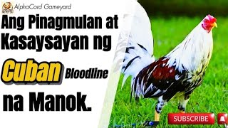 Pinagmulan at Kasaysayan ng Cuban Bloodline na Manok #manok #chicken #viralvideo