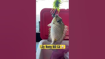 Câu Cá Dìa Bằng Rong #câucábiển #fishing #fish #cauca #baocavat