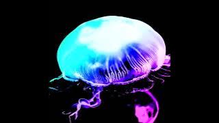 Jellyfish (Album)