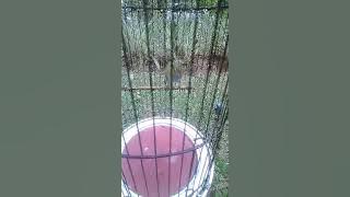 Pleci wiksar.oblag abeng lk alika