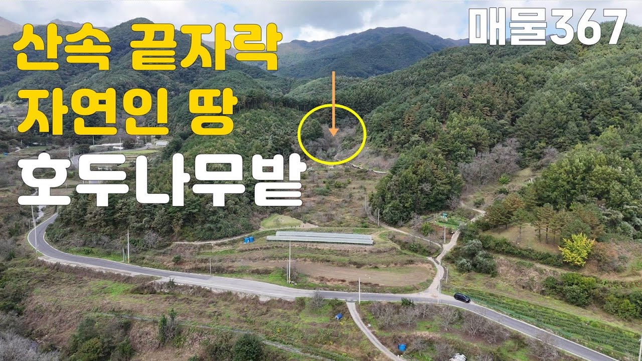 🌳 산속 끝자락, 진짜 자연인 땅! 평당 5만원대 호두밭 공개