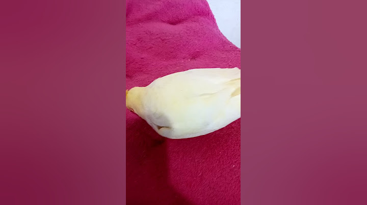 Vou ser Vovó 😂nao sei se estou preparada kkk😭