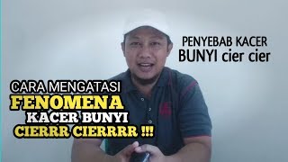 Cara Mengatasi Kacer Bunyi Cier