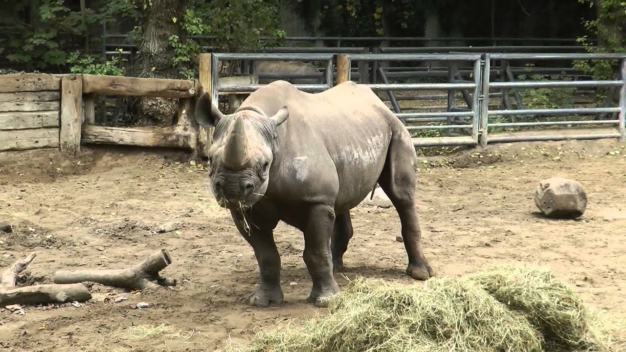 Zoo Berlin Zoologischer Garten