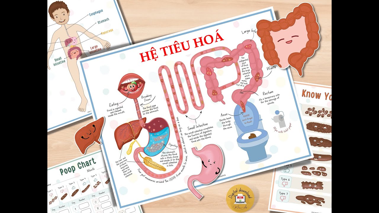 Sinh 11. Dinh dưỡng và tiêu hoá ở động vật P1