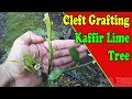 Cleft Grafting On Kaffir Lime Trees by Grafting Examples