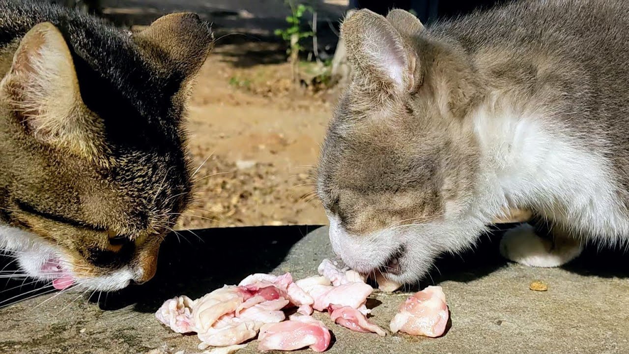 Бездомные кошки кушают мясо 😻 Милые животные 🐆 Stray cats eating meat 🐈 ...