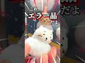 【ちいかわ】まさかのエラー品が...!? |ちいかわ 雲の上でおやすみライト #ちいかわ #ガチャガチャ #ガチャ #shorts