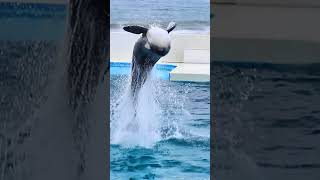 ルーナのキレッキレでパワフルなルーピングキック!! #Shorts #鴨川シーワールド #シャチ #Kamogawaseaworld #Orca #Killerwhale