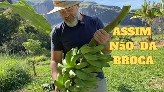 SE FIZER ISSO, EVITA PRAGAS NA BANANEIRA / DOING THIS WILL AVOID PESTS ON BANANAS