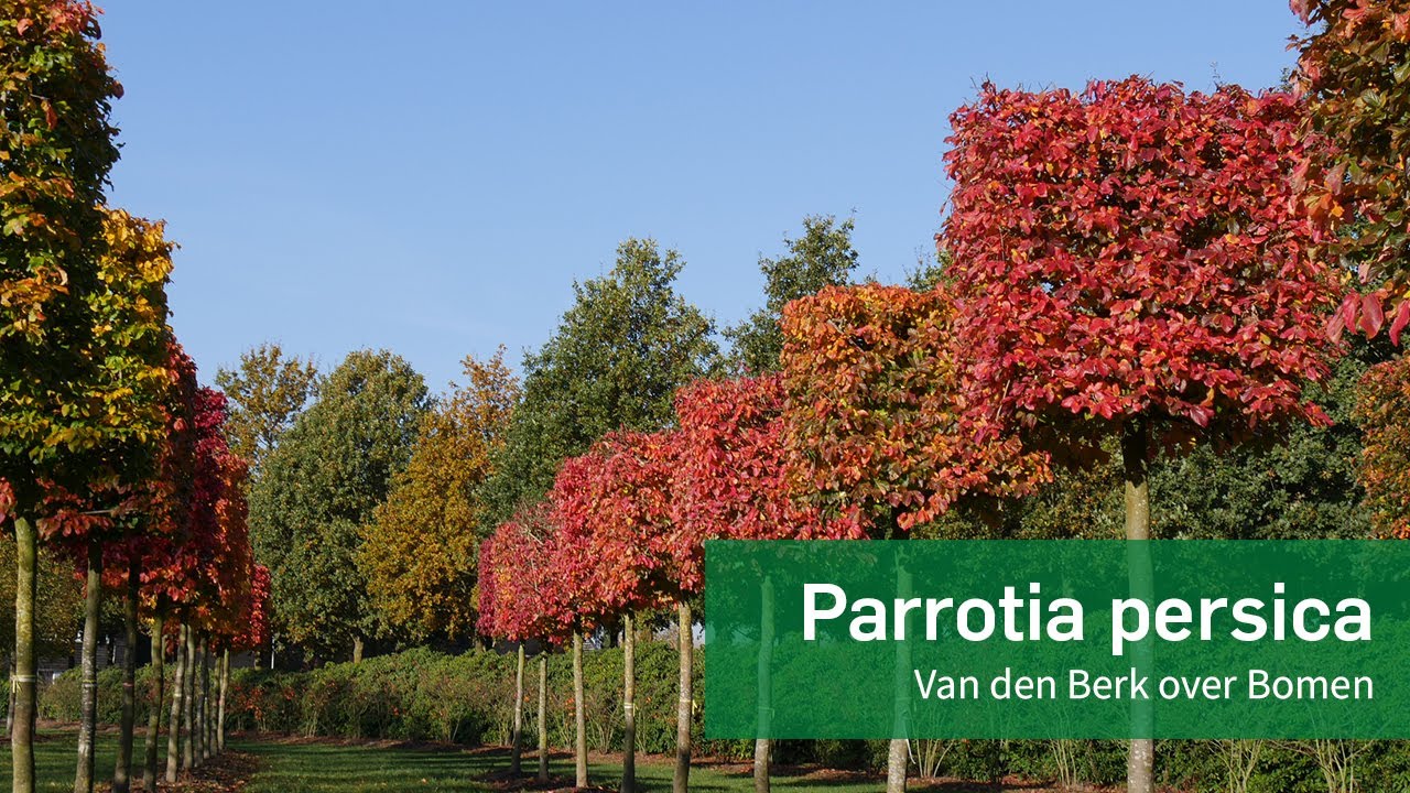 Parrotia persica - Perzisch ijzerhout | Van den Berk over Bomen