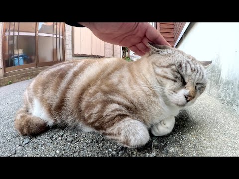 アメショー模様のシャム猫ちゃんをモフると嫌な顔をされた